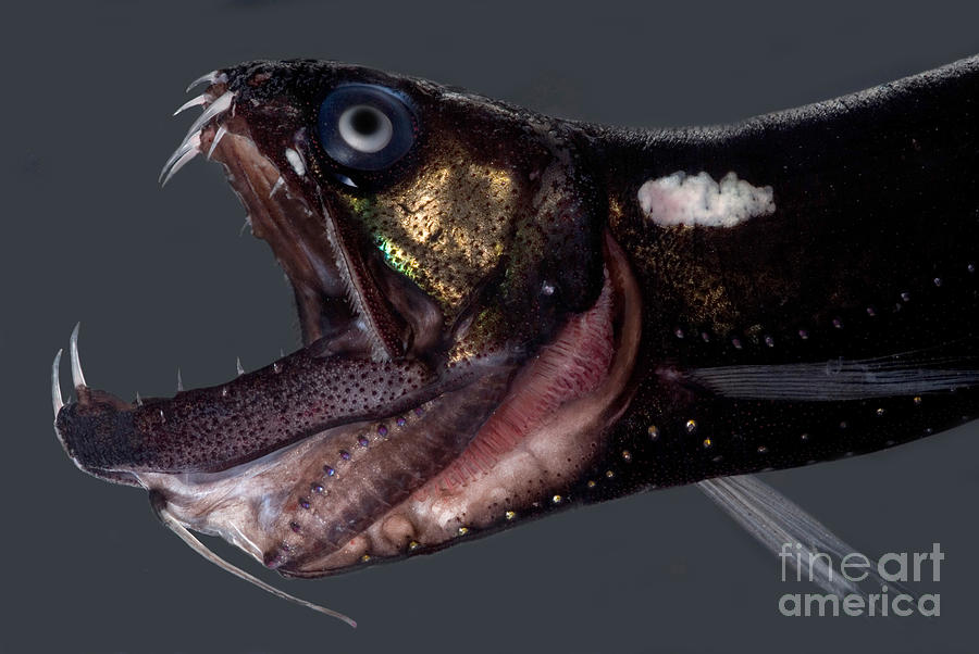 Dragonfish Mouth #3 Photograph by Dant Fenolio