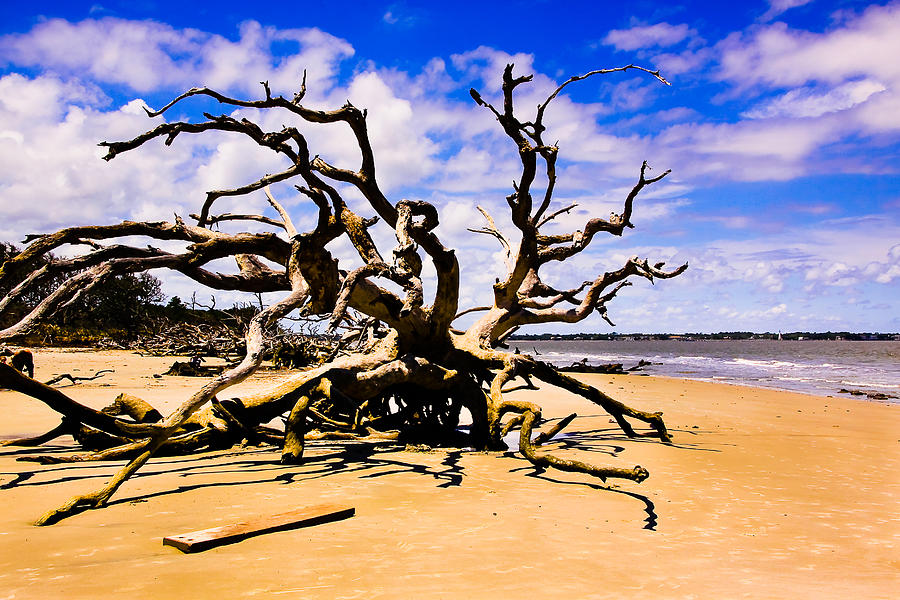 Beach Photograph - Drift Wood Beach  #3 by Michael Ray