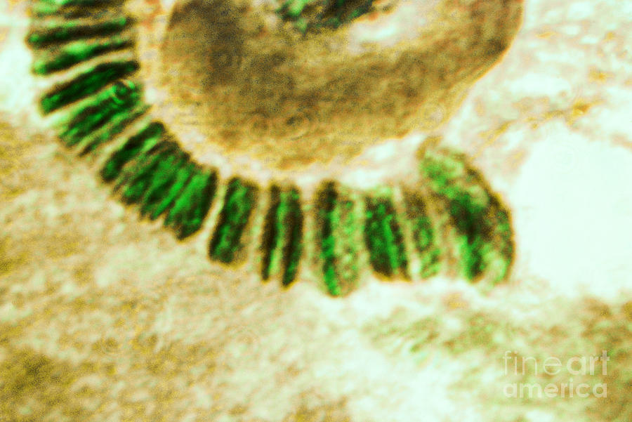 Drosophila Chromosome, Lm #3 Photograph by Omikron