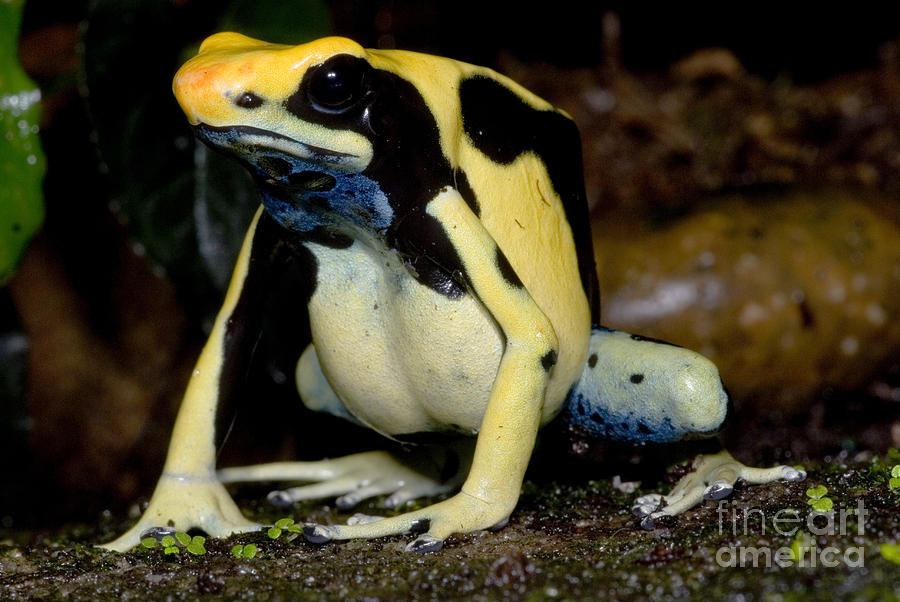 Dyeing Poison Frog #3 Photograph by Dante Fenolio