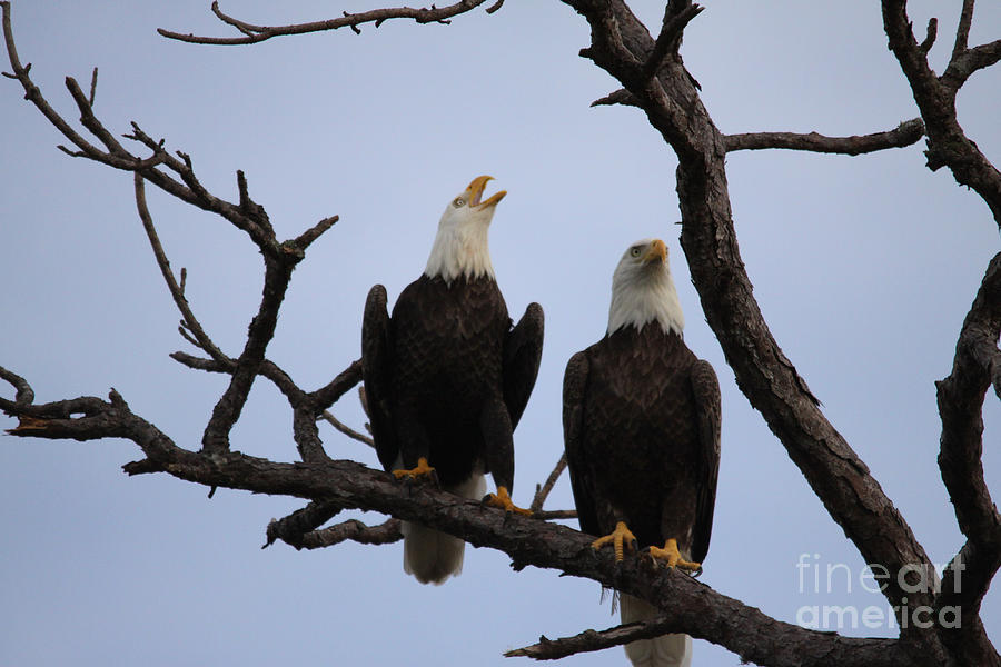 Eagles #3 Photograph by Jeanne Andrews