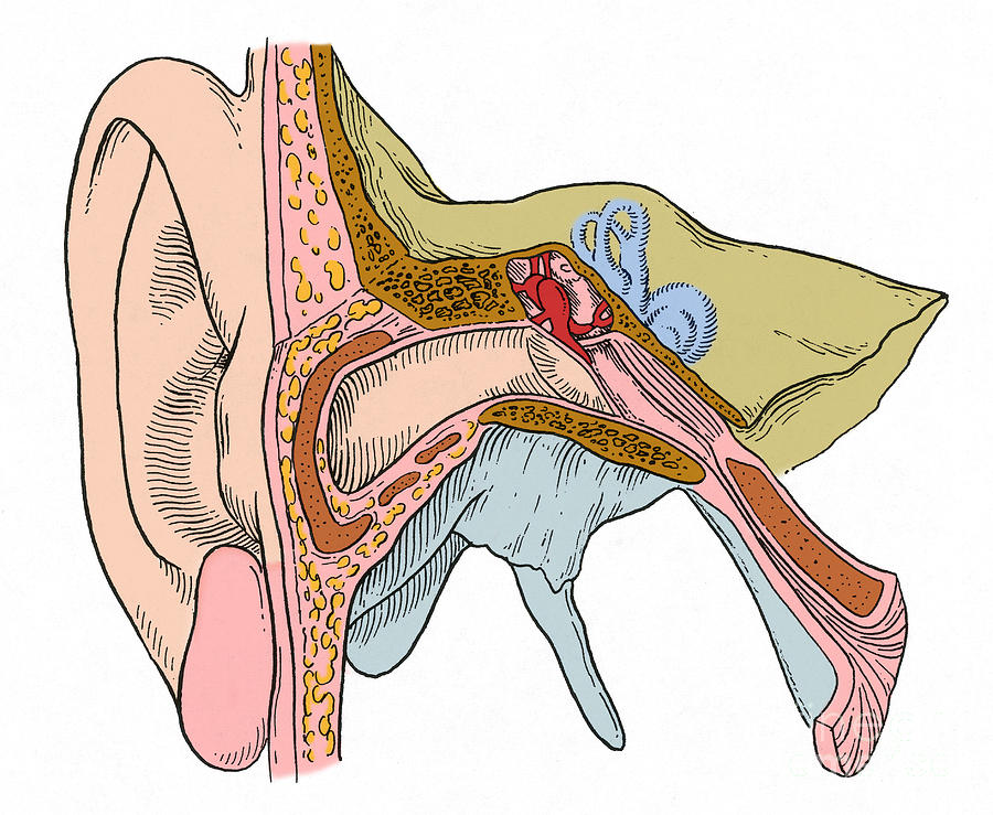 Ear Anatomy #3 Photograph by Science Source