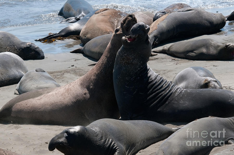 Elephant Seal Colony on Big Sur  #3 Digital Art by Carol Ailles