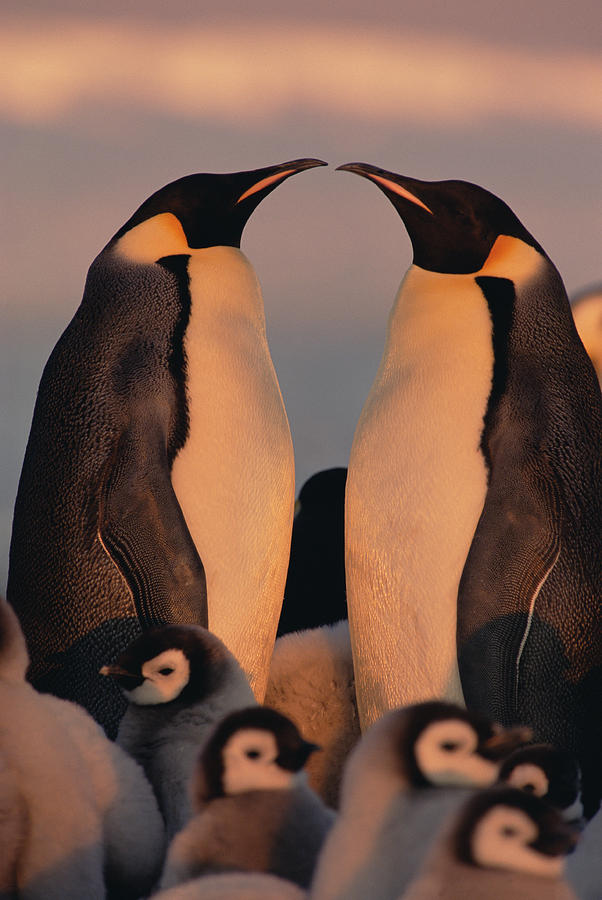 Emperor Penguin Aptenodytes Forsteri #3 Photograph by Konrad Wothe