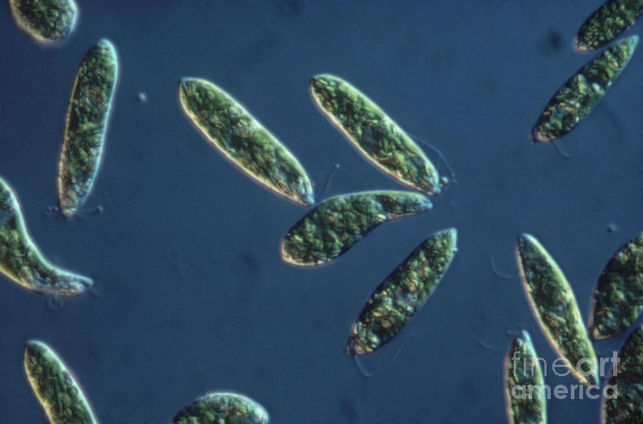 Light Microscopy Photograph - Euglena Gracilis #3 by Eric V. Grave