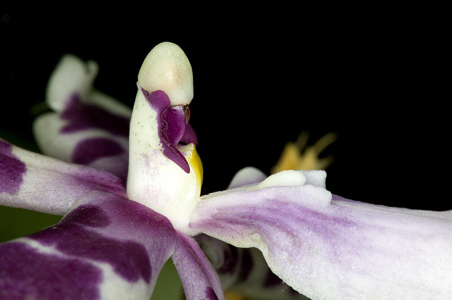 Exotic Orchid Flower #3 Photograph by C Ribet
