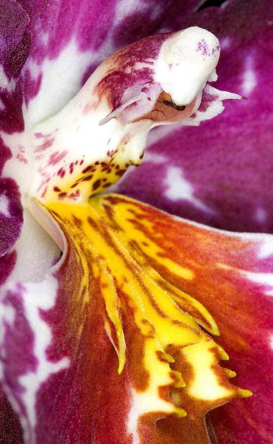 Orchid Photograph - Exotic Orchid Flowers of C Ribet #3 by C Ribet
