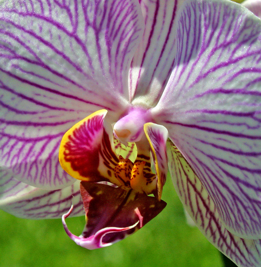 Exotic Orchids of C Ribet #3 Photograph by C Ribet