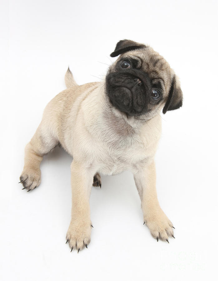 Fawn Pug Pup #3 Photograph by Mark Taylor
