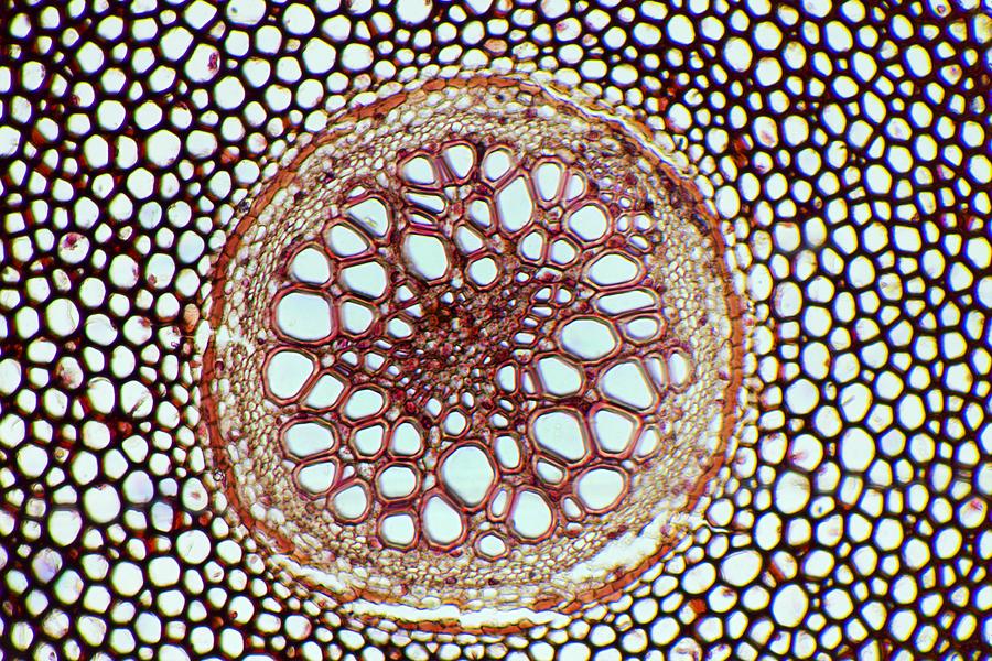 Fern Rhizome, Light Micrograph Photograph By Dr Keith Wheeler