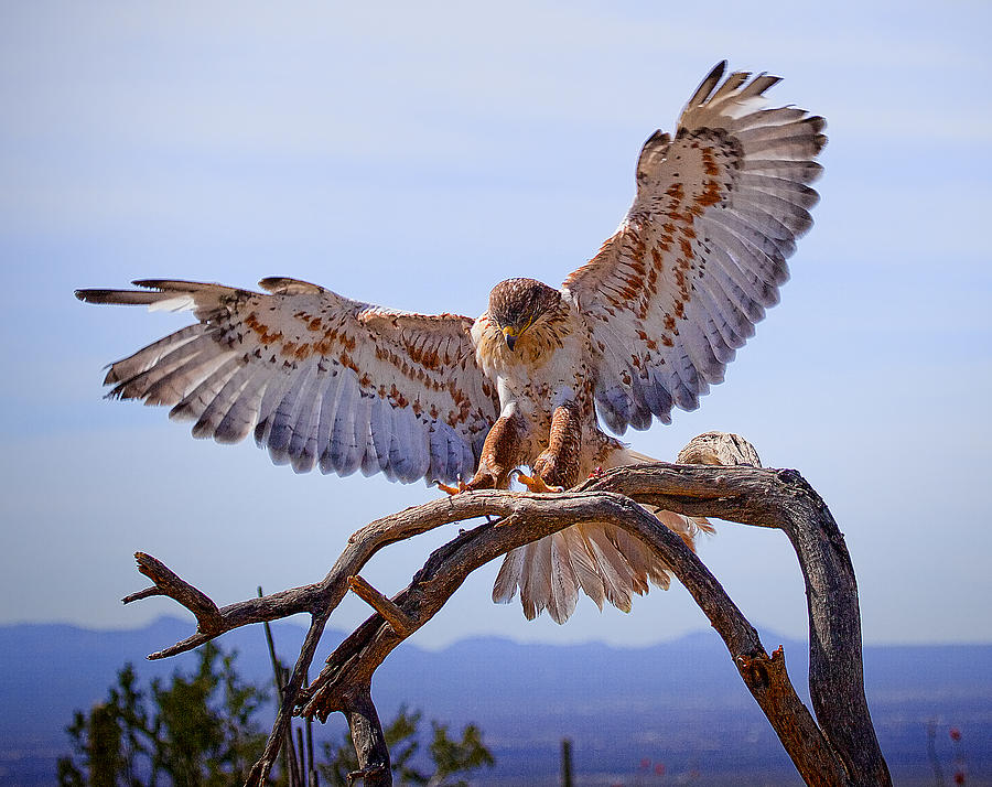 Ferriginous Hawk #3 Photograph by Dan Nelson
