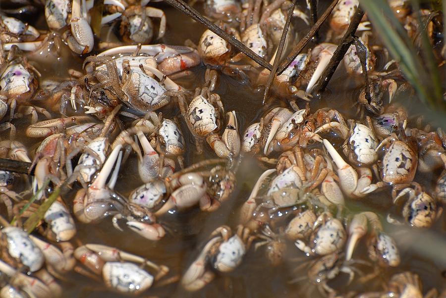 Fiddler crabs #3 Photograph by David Campione