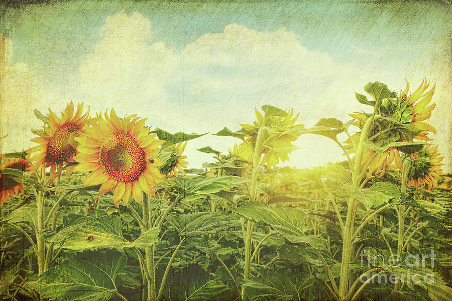Field of colorful sunflowers and blue sky  #3 Photograph by Sandra Cunningham