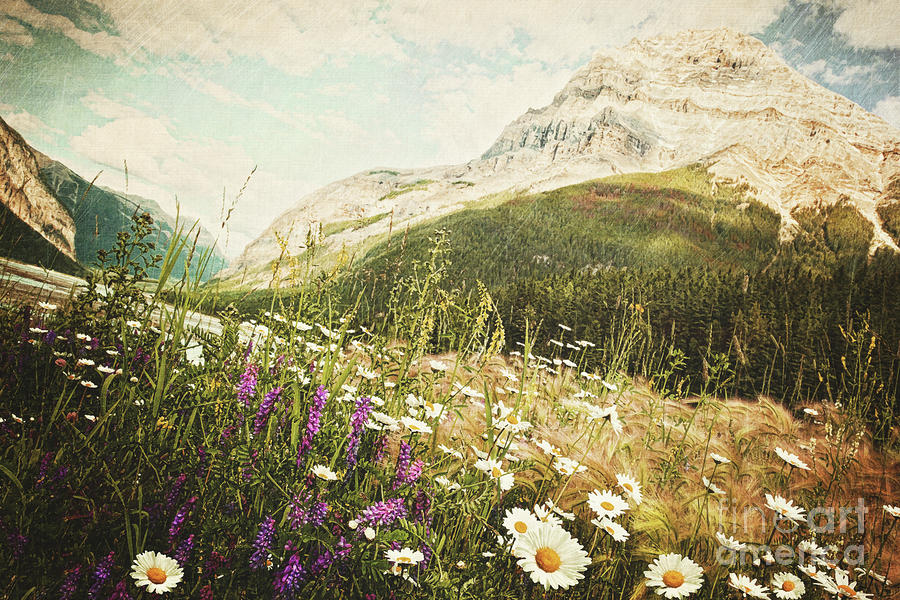 Banff National Park Photograph - Field of daisies and wild flowers #3 by Sandra Cunningham