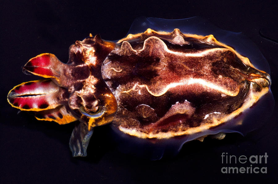 Flamboyant Cuttlefish #3 Photograph by Dante Fenolio