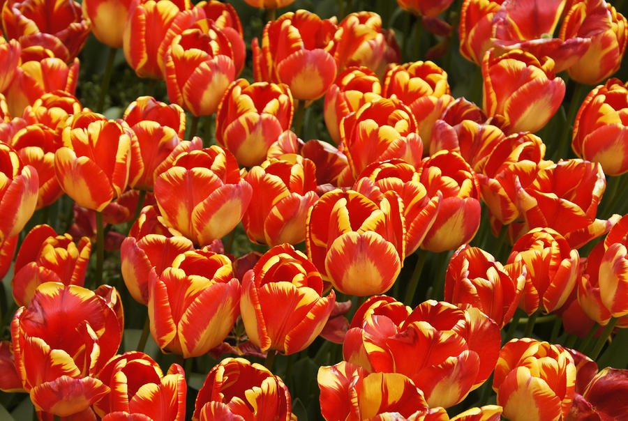 Flaming Tulips #3 Photograph by Michele Burgess