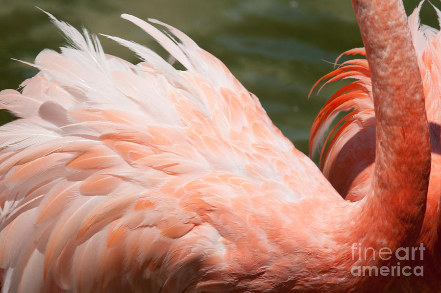 Flamingo #3 Digital Art by Carol Ailles
