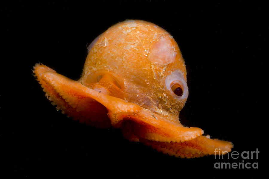 Flapjack Octopus #3 Photograph by Dante Fenolio