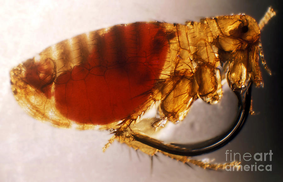 Flea Infected With Plague #3 Photograph by Science Source