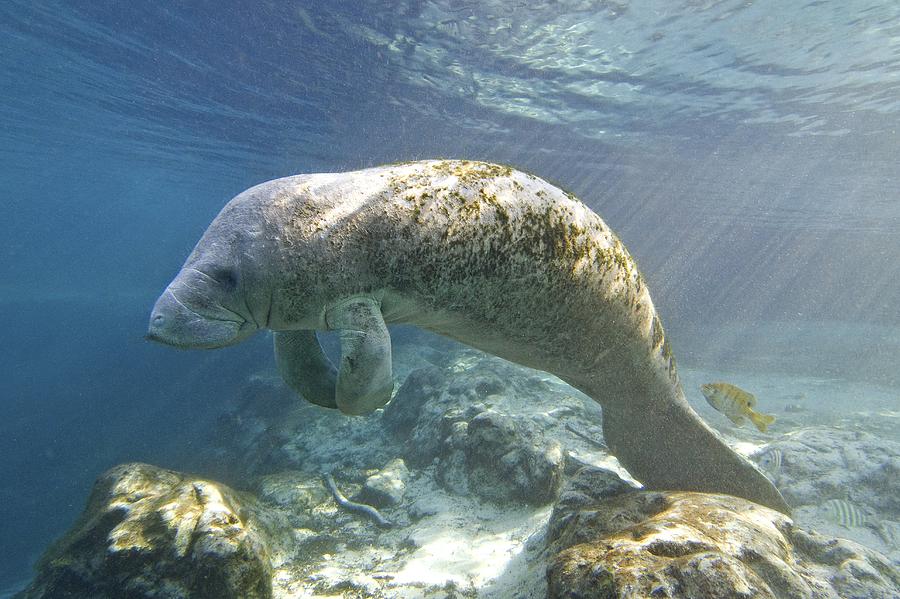 Florida Manatee Swimming Photograph by Clay Coleman - Fine Art America