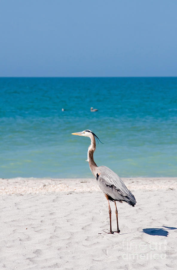Summer Photograph - Florida Sanibel Island Summer Vacation Beach #3 by ELITE IMAGE photography By Chad McDermott