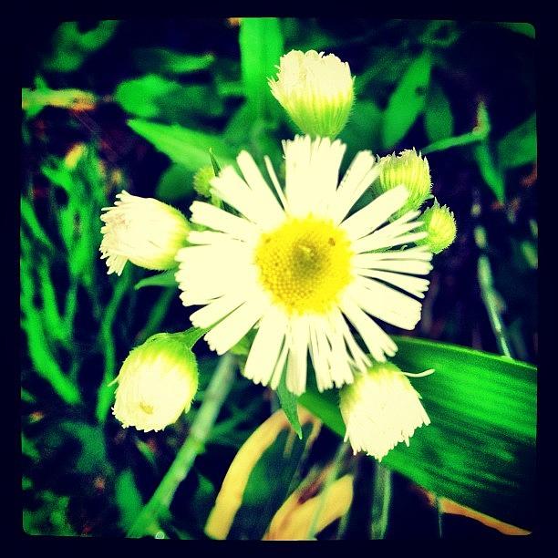 Nature Photograph - #flower #blossom #nature #plant #plants #3 by Julianna Rivera-Perruccio