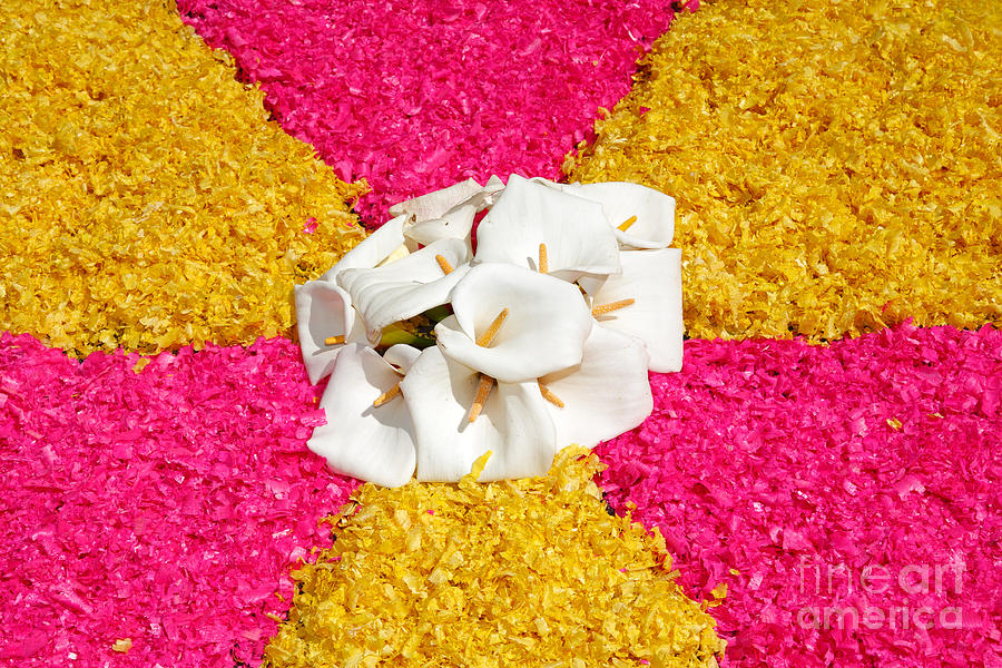 Lily Photograph - Flower carpet #3 by Gaspar Avila