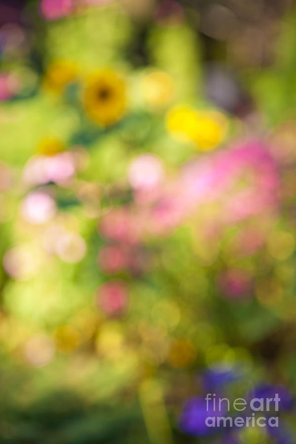 Flower Photograph - Flower garden in sunshine 4 by Elena Elisseeva