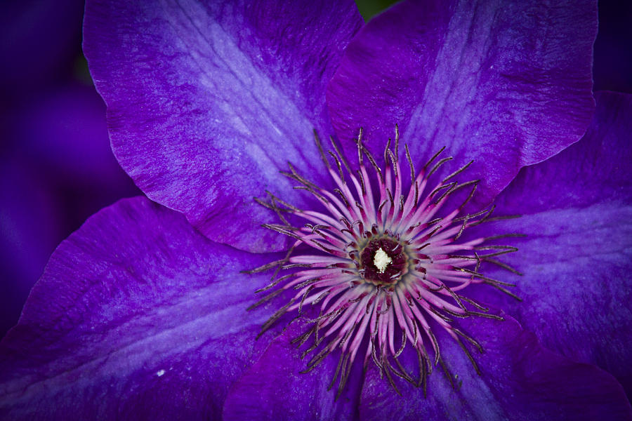 Flower Photograph by Milan Kalkan Flower Photograph by Milan Kalkan
