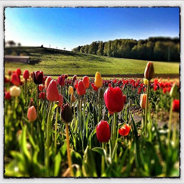 Tulip Photograph - Flowerpower Again #3 by Urs Steiner