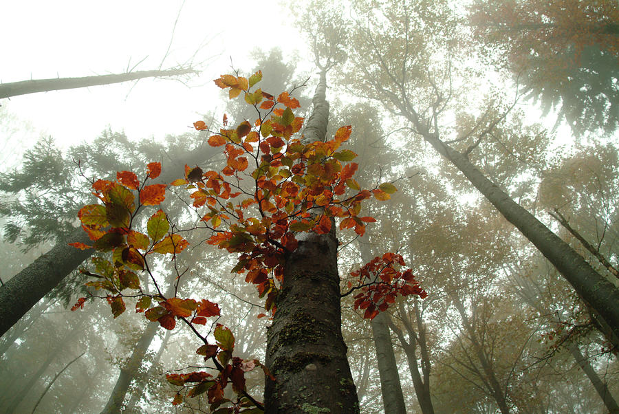Foggy autumn beech forest  #3 Photograph by Ulrich Kunst And Bettina Scheidulin