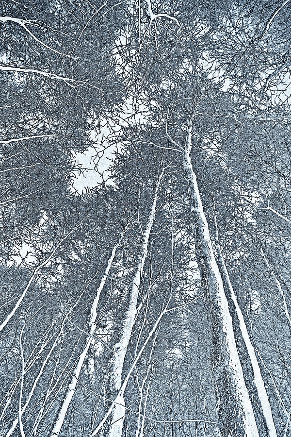 Tree Digital Art - Forest art #3 by David Pyatt