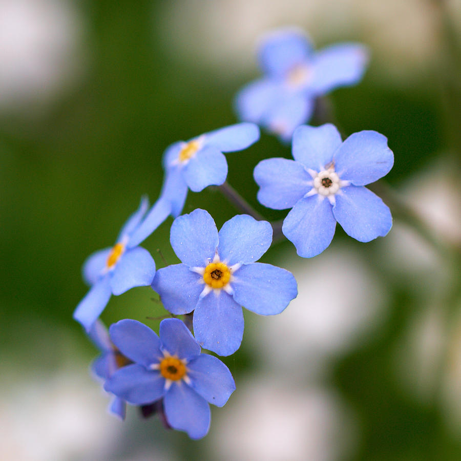 Nature Photograph - Forget me not #9 by Jouko Lehto