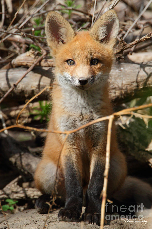 Fox  #3 Photograph by Steve Javorsky