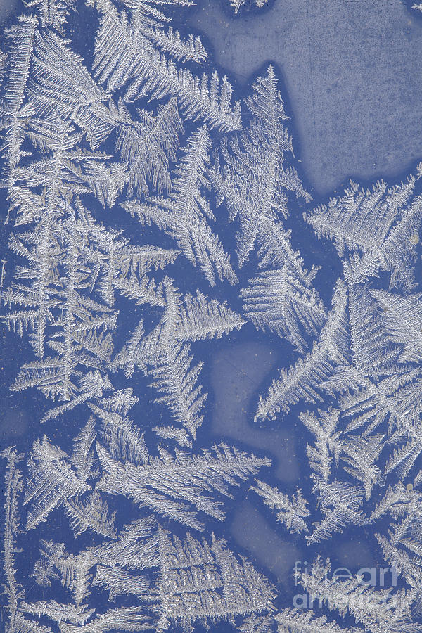 Frost On A Window #3 Photograph by Ted Kinsman