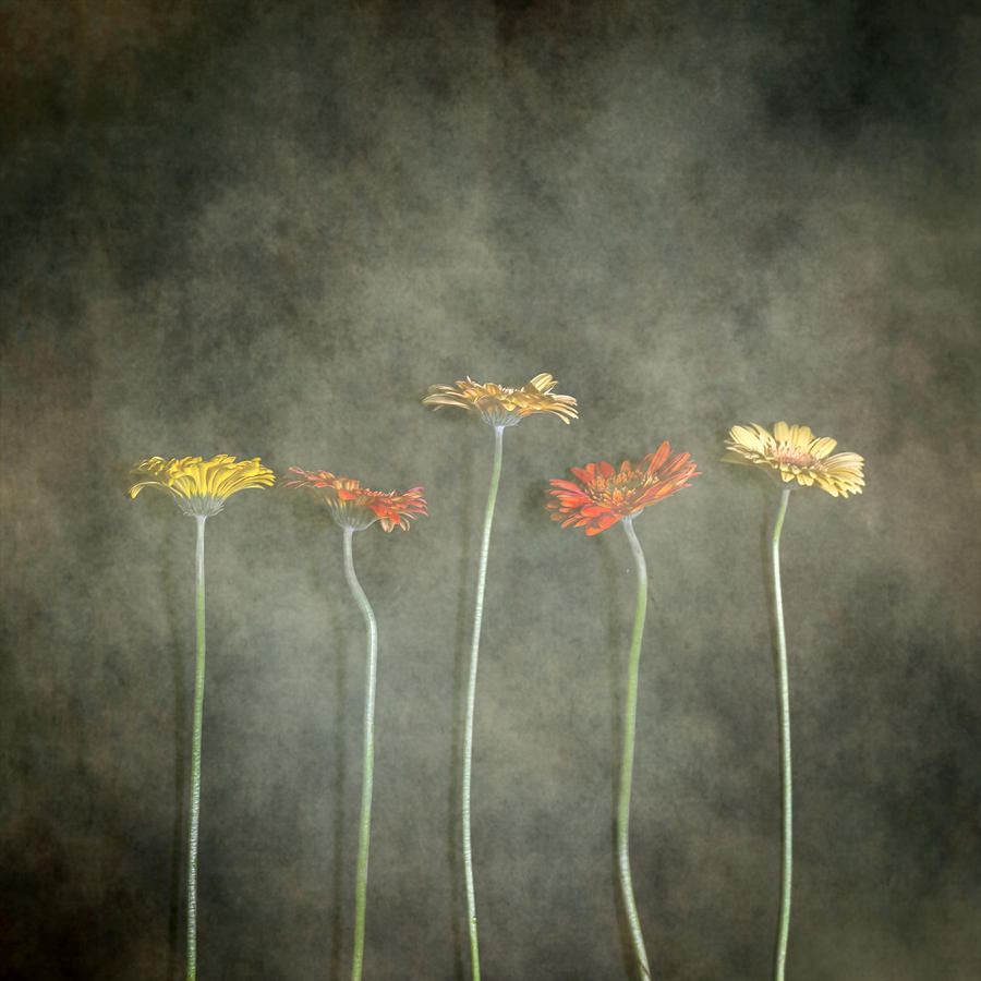 Flower Photograph - Gerbera #3 by Joana Kruse