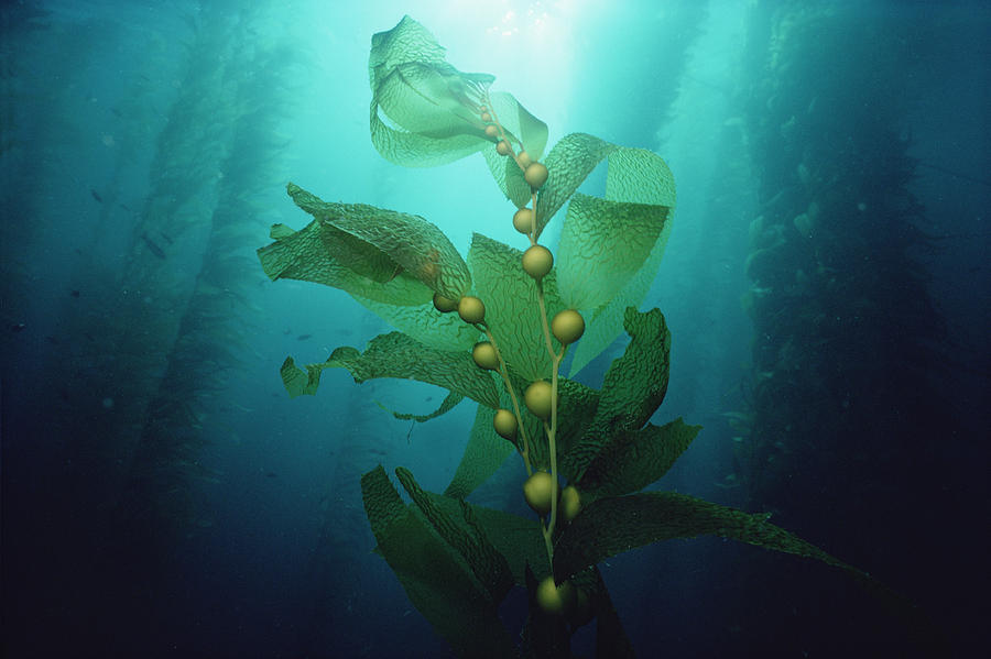 Giant Kelp Macrocystis Pyrifera Forest #3 Photograph by Flip Nicklin