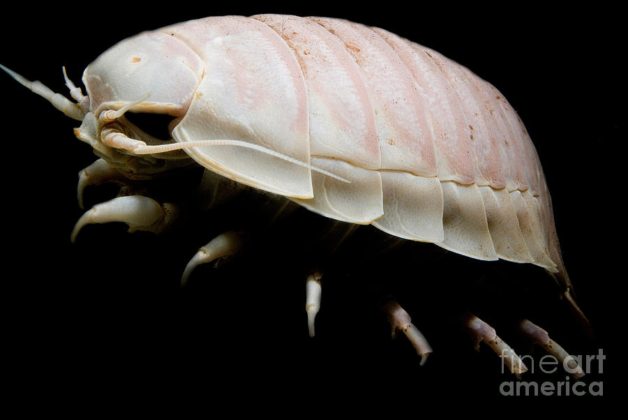 Giant Marine Isopod #3 Photograph by Dant Fenolio