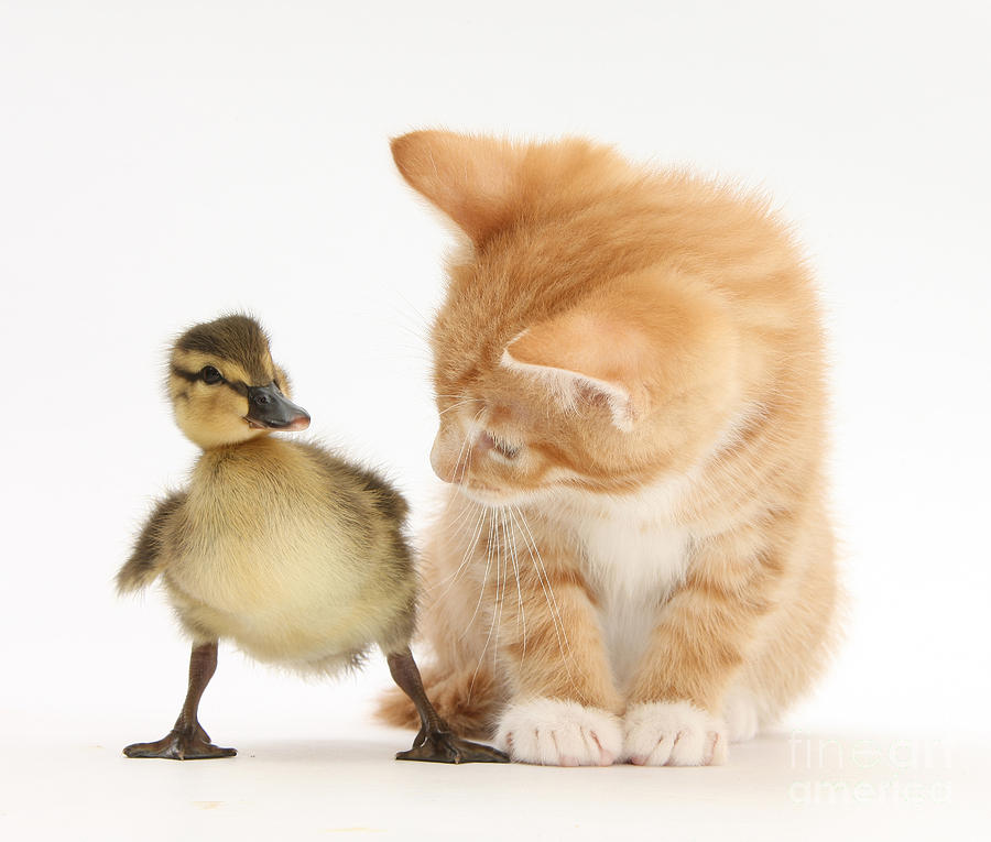 Nature Photograph - Ginger Kitten And Mallard Duckling #7 by Mark Taylor