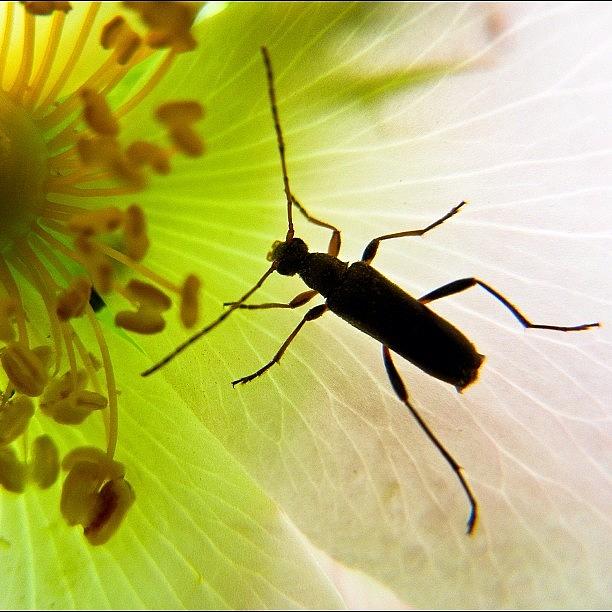 Nature Photograph - #gmy #nature #animal #bug #beautiful #3 by Tanya Sperling