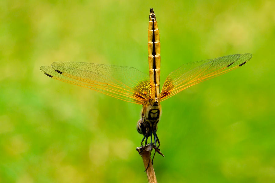 Gold Dragonfly Photograph by Chua ChinLeng - Fine Art America