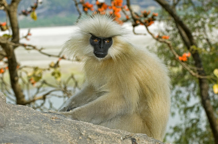 Golden Langur Monkey Photograph by Tony Camacho