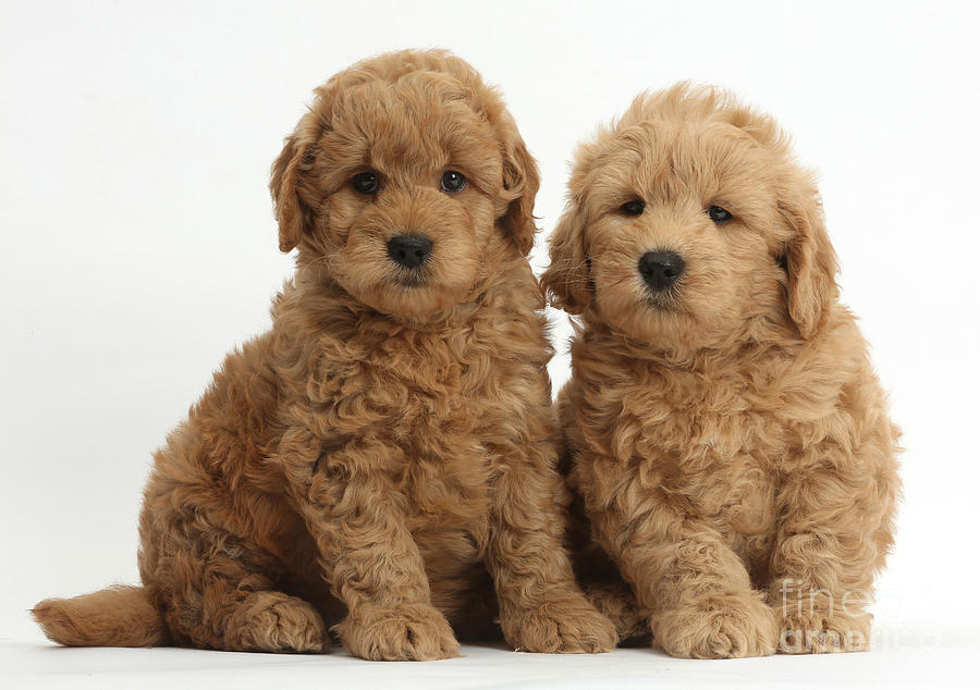 Goldendoodle Puppies #3 Photograph by Mark Taylor