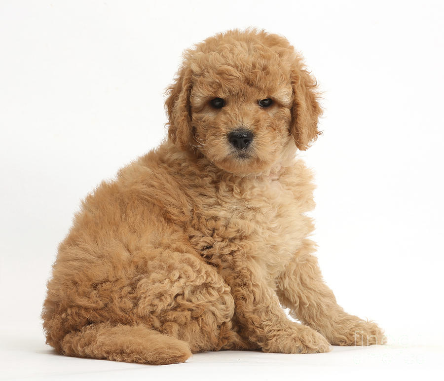Goldendoodle Puppy #3 Photograph by Mark Taylor