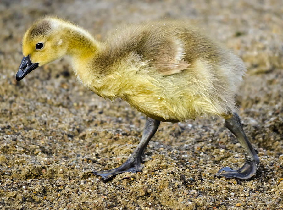 Gosling Photograph by Brian Stevens - Fine Art America