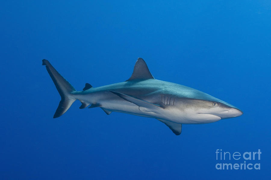 Gray Reef Shark, Kimbe Bay, Papua New #3 Photograph by Steve Jones
