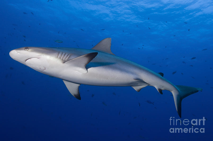 Gray Reef Shark. Papua New Guinea #3 Photograph by Steve Jones