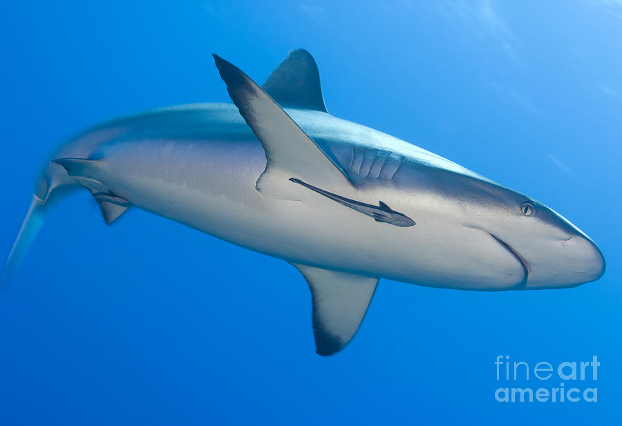 Gray Reef Shark With Remora, Papua New #3 Photograph by Steve Jones
