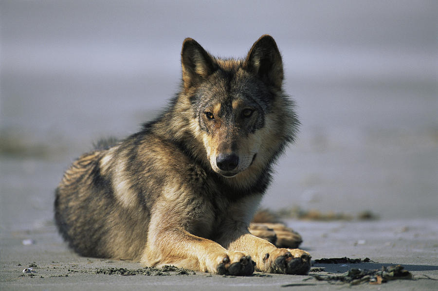 Gray Wolf Photograph By Joel Sartore