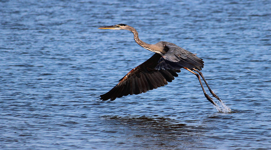 Great Blue Heron #3 Photograph by Brian Wright